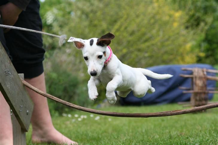 Jack russell terrier *Brænøres Lulu* - nøøj, hvor er det bare et godt billede ;) billede 19