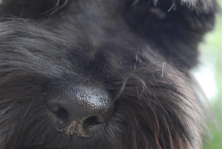 Dvaergschnauzer Frida - hvor hun lækker (: foto:MHHTV .mig d; billede 12