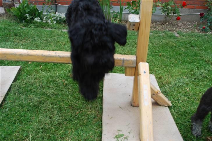 Dvaergschnauzer Frida - spriing !! :D hehe (: hvor er hun bare dygttig (: foto:MHHTV .mig d; billede 13