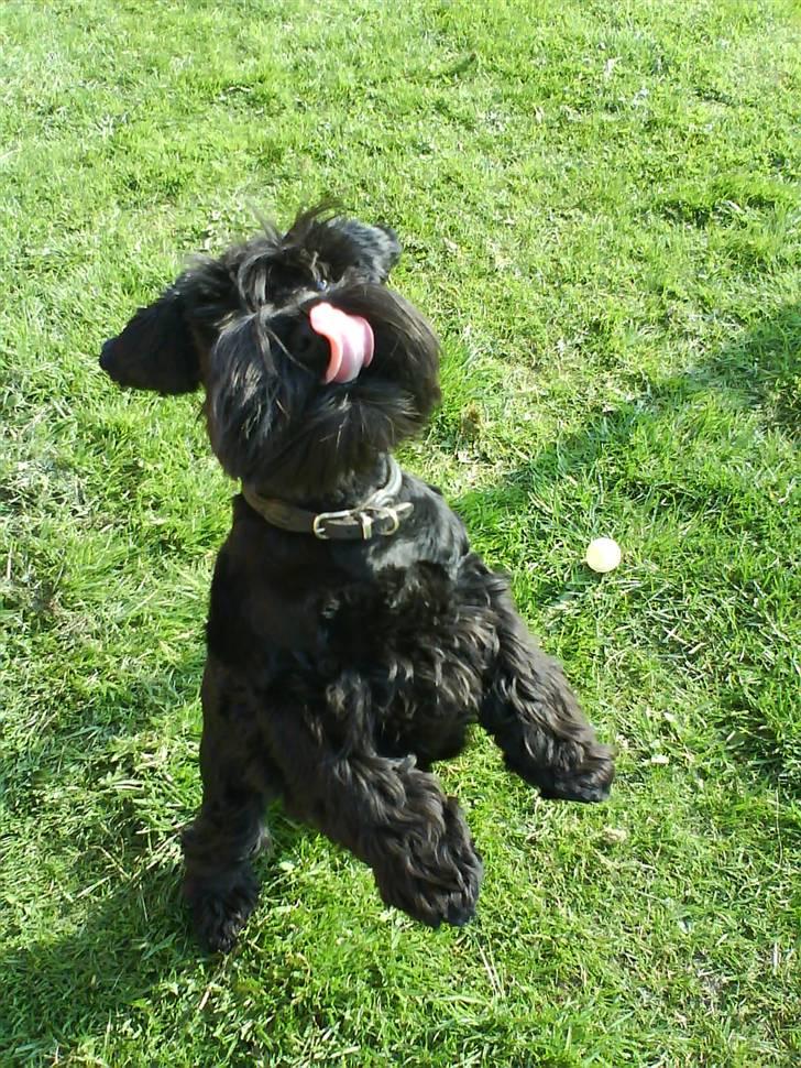 Dvaergschnauzer Frida - slik + hop xb haah !! :D foto:MHHTV .mig d; billede 14