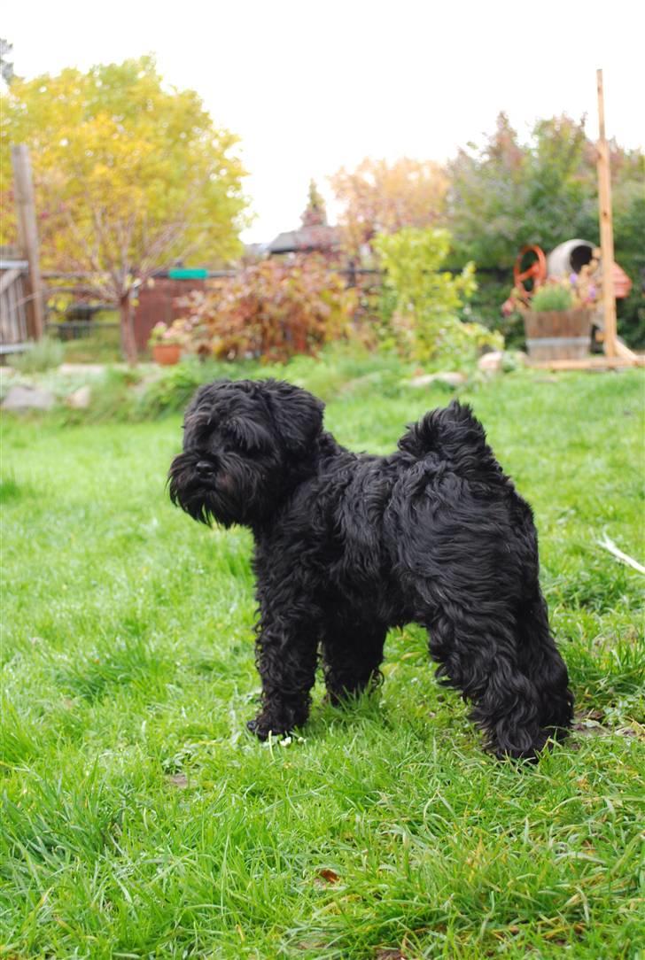 Dvaergschnauzer Frida - NYT:) foto:MHHTV .mig d; billede 15