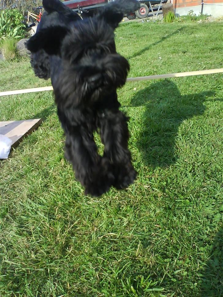 Dvaergschnauzer Frida - hun er såh seeeeej ! :D haha ! foto:MHHTV .mig d; billede 16