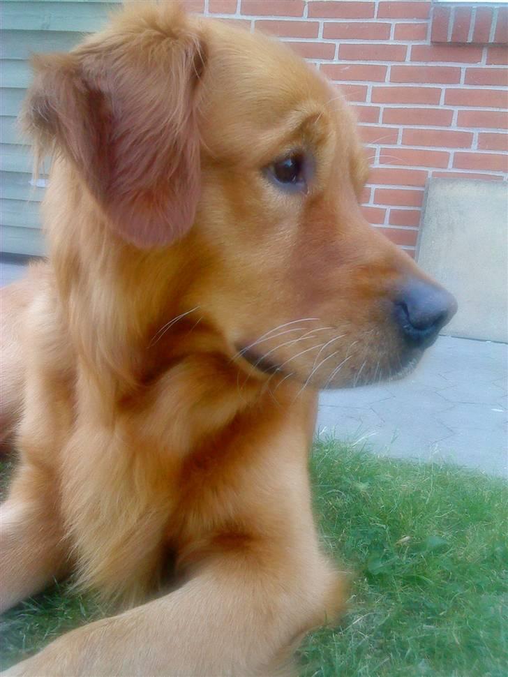 Golden retriever Sofus - HOV - Hvor blev Freja af ? billede 1