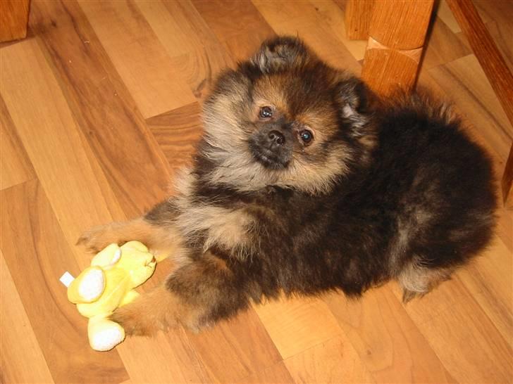 Pomeranian Shanna - Okay, holder lige en pause i legen, mens du får taget det billede, mor billede 3