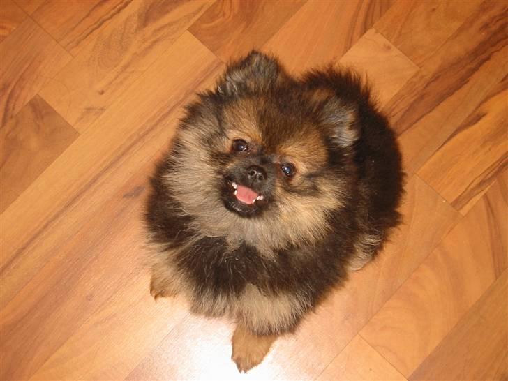 Pomeranian Shanna - Hejsa, sagde du noget ? billede 4