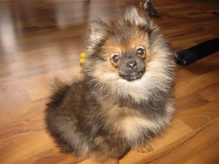 Pomeranian Shanna - Jeg er altså sød, og meget meget frisk og vågen .... skal vi lege nu ? billede 5