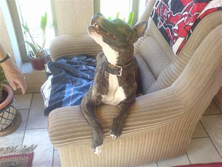 Amerikansk staffordshire terrier Shira billede 10