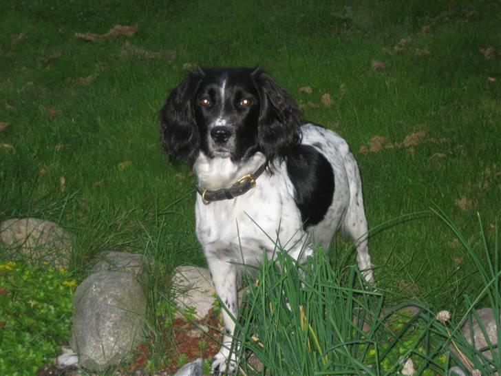 Engelsk springer spaniel Freia <3 - Billed ¤1 - Fotograf: Mig :D Velkommen til Freia´s lille plet af en profil og være (; På billedet er hun i vores have, klar til og gribe en sten. Dog selvom hun er gravid <33 billede 1