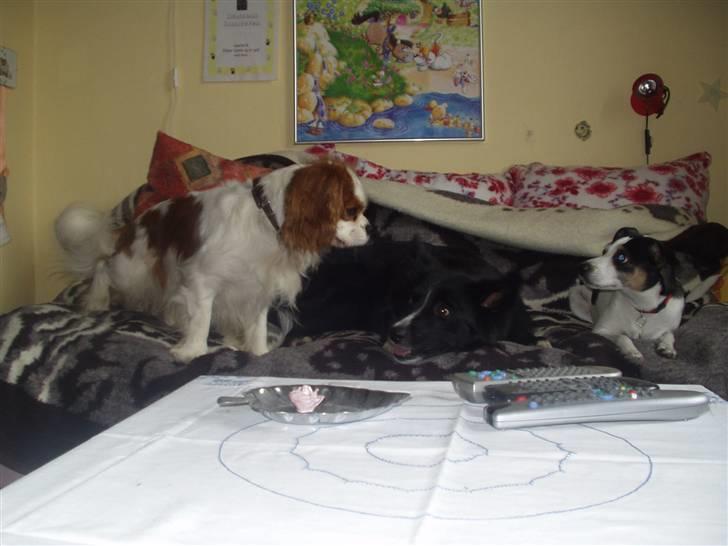 Cavalier king charles spaniel Lucky - her er lucky på pige besøge........  billede 5