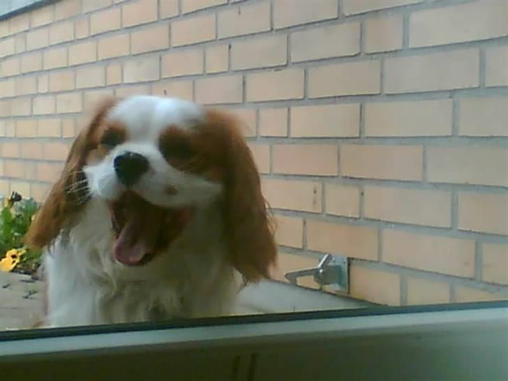 Cavalier king charles spaniel Lucky - her gaber han............. er han ikk bar sød billede 6