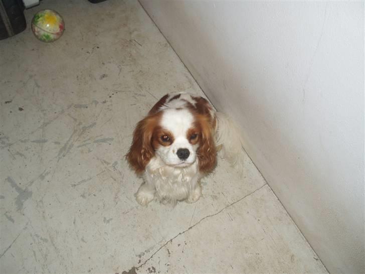 Cavalier king charles spaniel Lucky - her er han sulten............ hehe han skulle ha´ mad billede 7