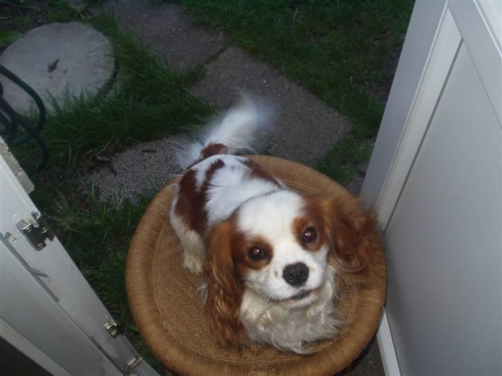 Cavalier king charles spaniel Lucky - nogle gange skal man jo lige sidde i døren....... billede 8