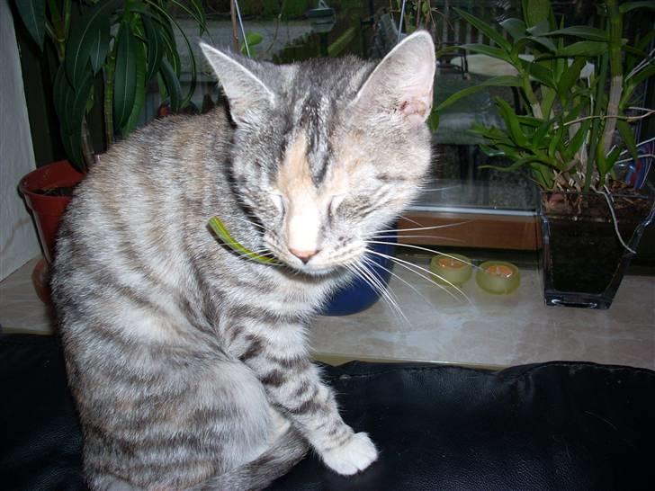 Blanding af racer Jay - Hej Jeg er husets kat, jeg hedder Freja, elsker bare når mine mennesker kæler med mig :) billede 5