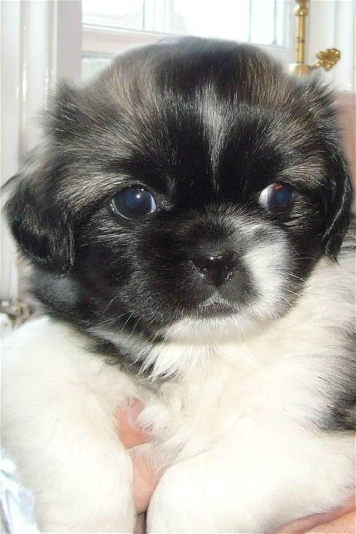 Tibetansk spaniel Follow Oriental Silk - Silke profil! billede 7