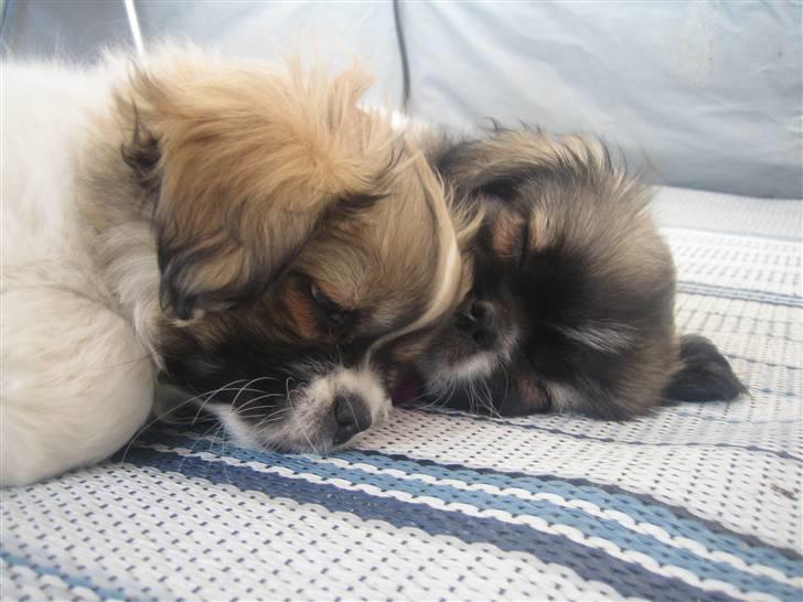 Tibetansk spaniel Follow Oriental Silk - Vi har leget hele dagen og tager et velfortjent hvil Sweetie og jeg billede 8