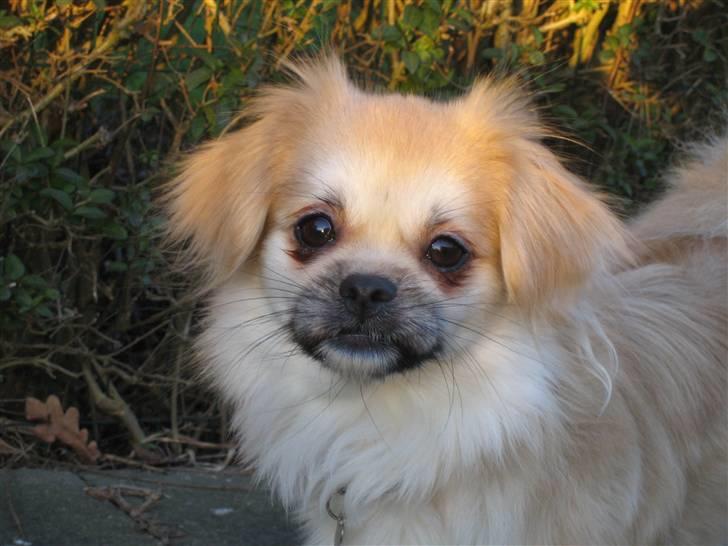 Tibetansk spaniel Follow Cespas Polly Pop - Lille solstrejf billede 18