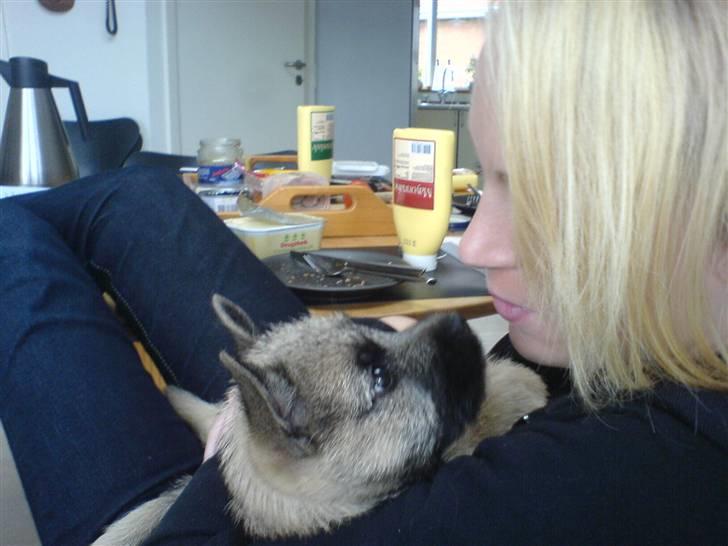 Cairn terrier charlie billede 1