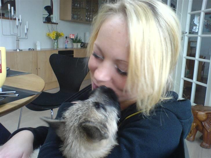 Cairn terrier charlie billede 2