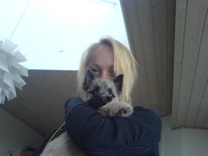 Cairn terrier charlie billede 3