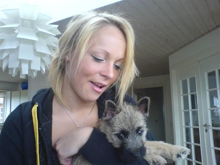 Cairn terrier charlie billede 4