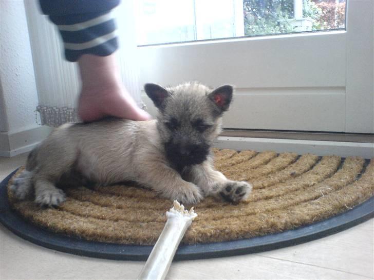 Cairn terrier charlie billede 5