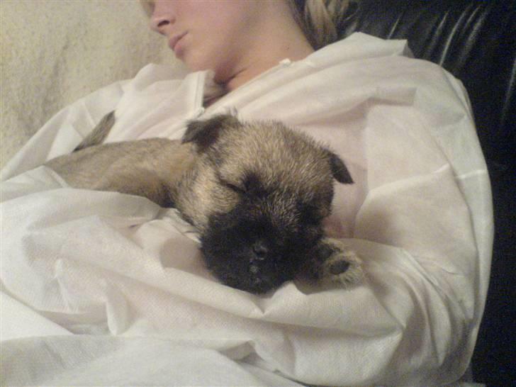 Cairn terrier charlie billede 6