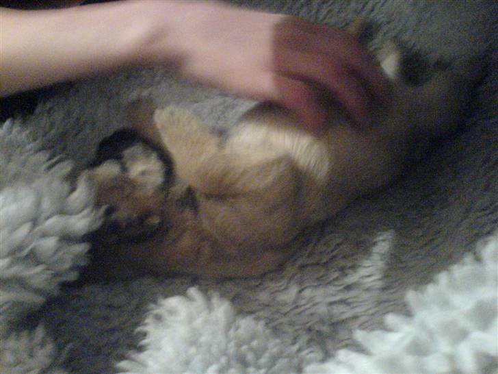 Cairn terrier charlie billede 7