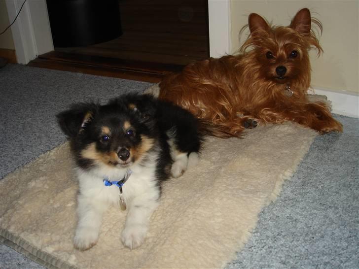 Shetland sheepdog Lucca - Lucca og Miki :o) billede 7