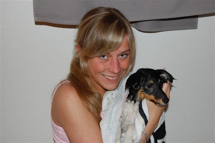 Shetland sheepdog Lucca - Lucca efter sit første bad 27.04.08 billede 9