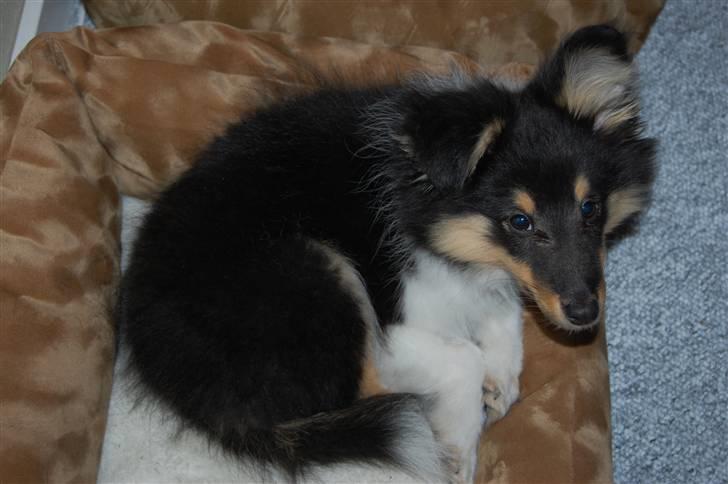 Shetland sheepdog Lucca - Lucca i sin seng 27.04.08 billede 10