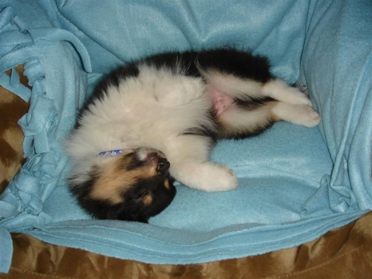 Shetland sheepdog Lucca - Lucca dagen efter vi hentede ham 22.03.08 billede 11