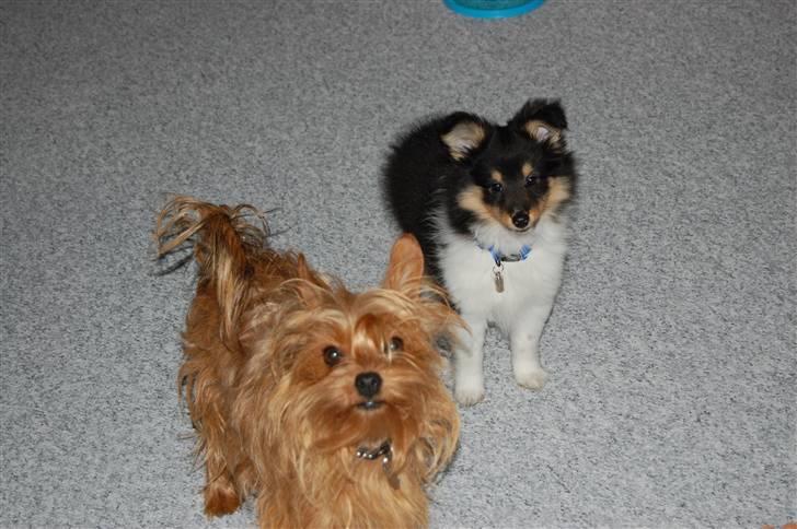 Shetland sheepdog Lucca - Miki og Lucca 06.04.08 billede 12