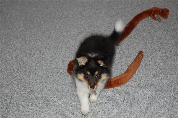 Shetland sheepdog Lucca - Lucca leger 07.04.08 billede 13