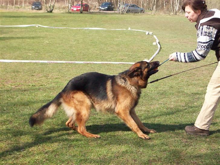 Schæferhund  AVKLgrænsens vupti - Amigo leger med Christine lige før Avlskåring billede 11