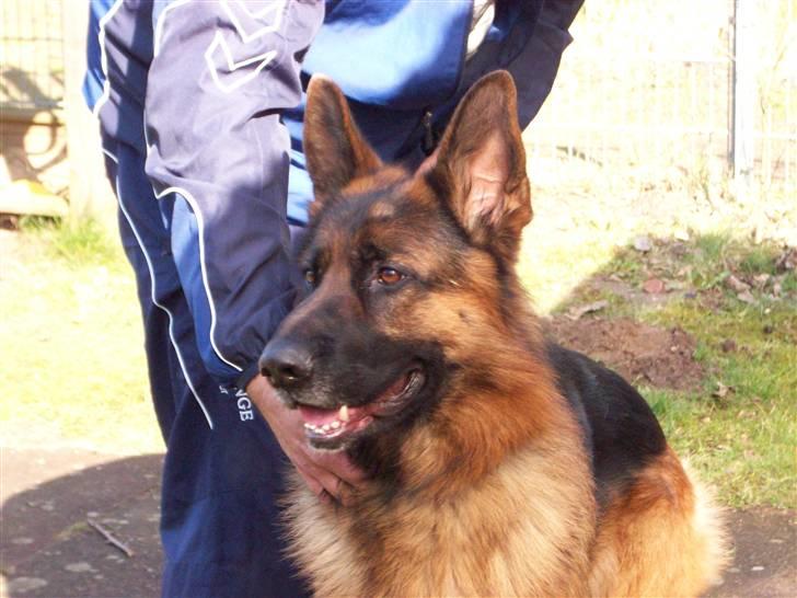 Schæferhund  AVKLgrænsens vupti - avlskåring i tyskland maj 08 billede 12