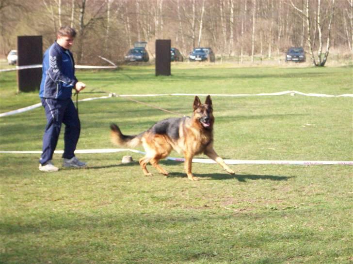 Schæferhund  AVKLgrænsens vupti billede 13