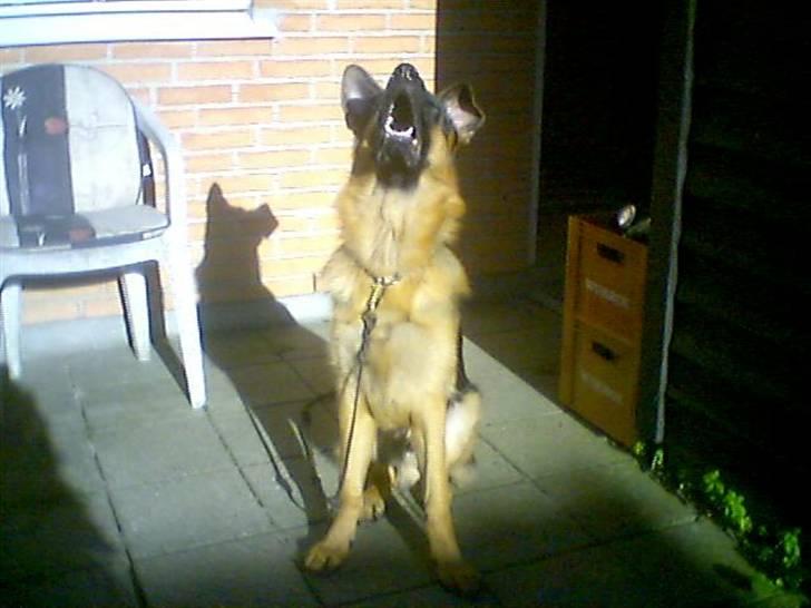 Schæferhund  AVKLgrænsens vupti billede 14