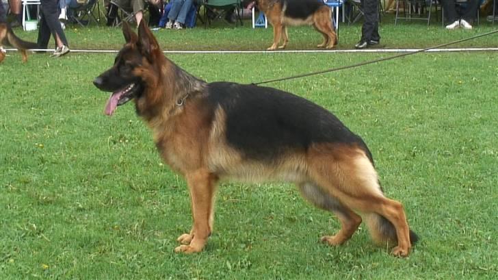 Schæferhund  AVKLgrænsens vupti billede 15