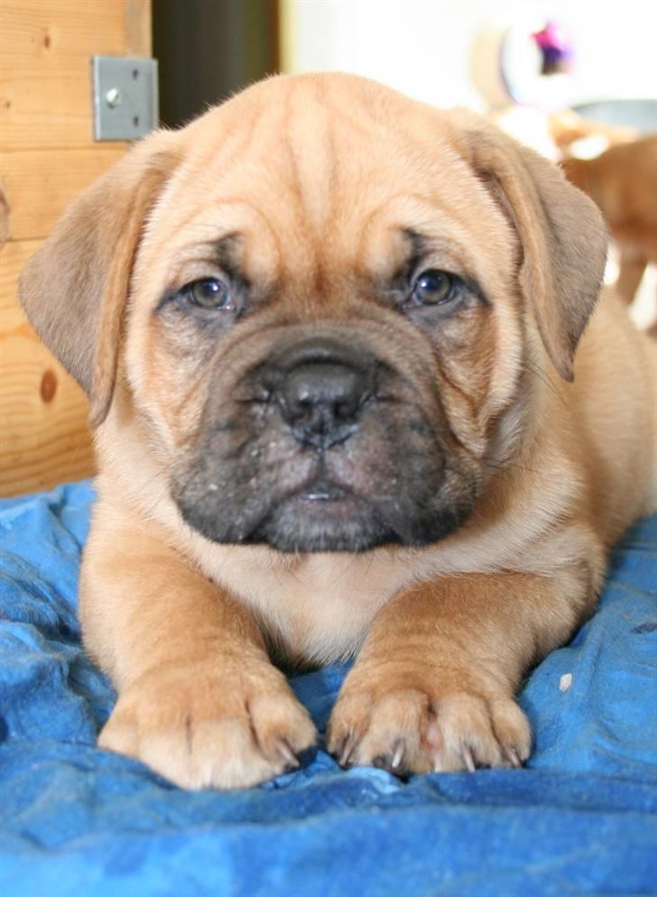 Dogue de bordeaux Bob - Er jeg ikke bare smuk? billede 1