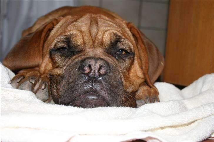 Dogue de bordeaux Bob - Puha, det var hårdt at være ude og lege.. billede 2