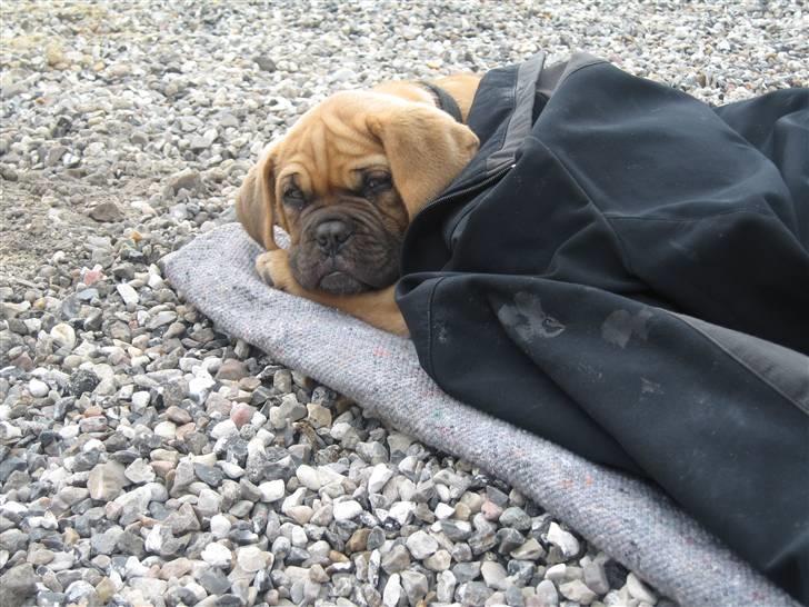 Dogue de bordeaux Bob - Skulle jo ikke komme til at fryse. billede 3