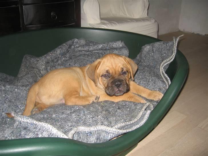 Dogue de bordeaux Bob - Er lige kommet hjem, så skulle jo prøve min seng for første gang. billede 4