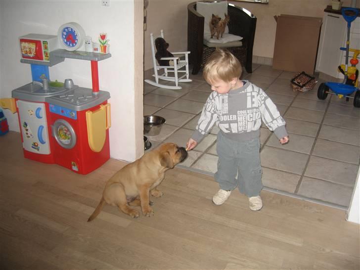 Dogue de bordeaux Bob - Store sager.. billede 5