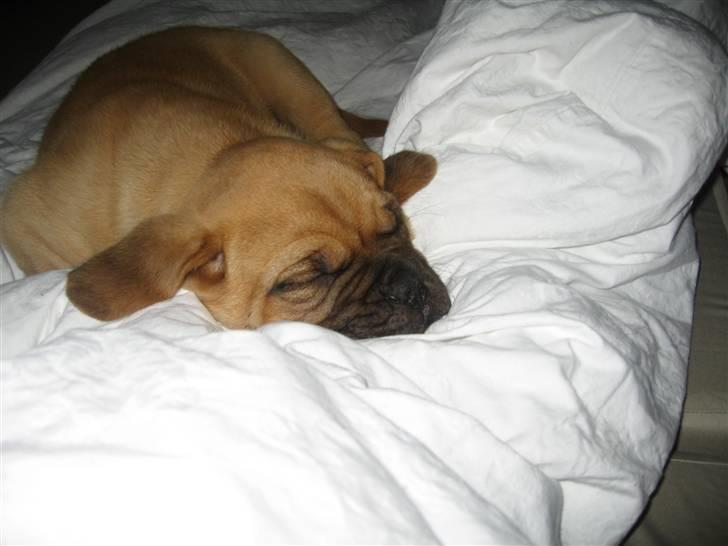 Dogue de bordeaux Bob - Ville gerne putte ved min nye mor, den første nat billede 6