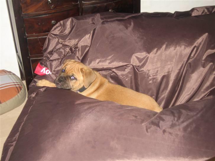 Dogue de bordeaux Bob - Hvem sagde at jeg ikke kunne ligge i en sækkestol? billede 7