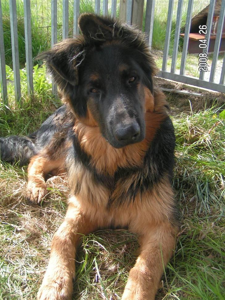 Schæferhund Odin R.I.P. - kan ikke rigtig styre mine øre billede 18