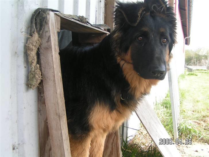 Schæferhund Odin R.I.P. - er jeg ikke køn billede 19