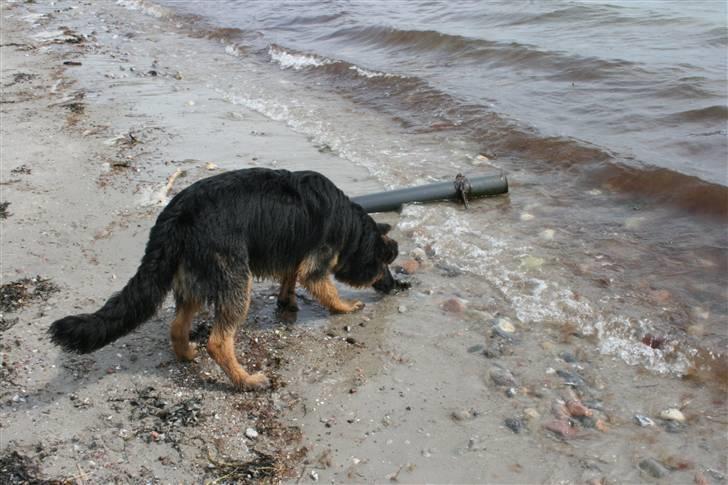 Schæferhund Odin R.I.P. - første tur til stranden er lidt farligt hehe billede 20