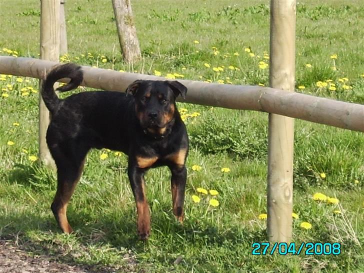 Rottweiler Mozart billede 8