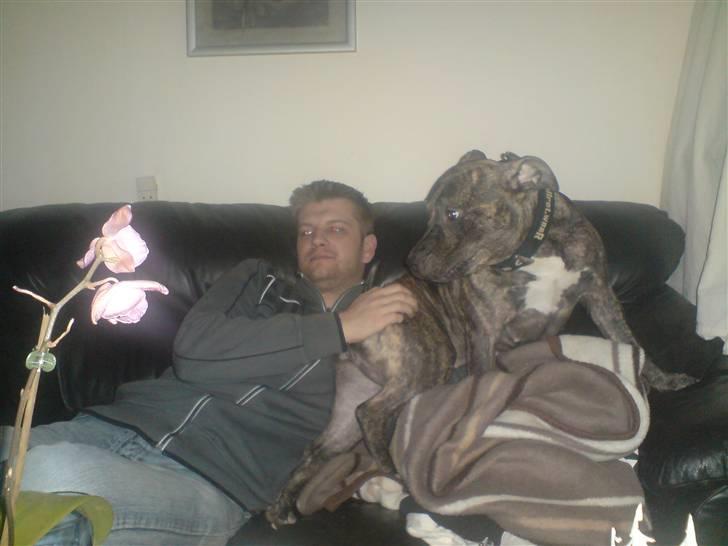 Amerikansk staffordshire terrier luca - luca  billede 15